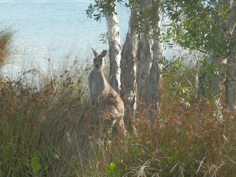 28 Windward Circuit, Tea Gardens NSW 2324