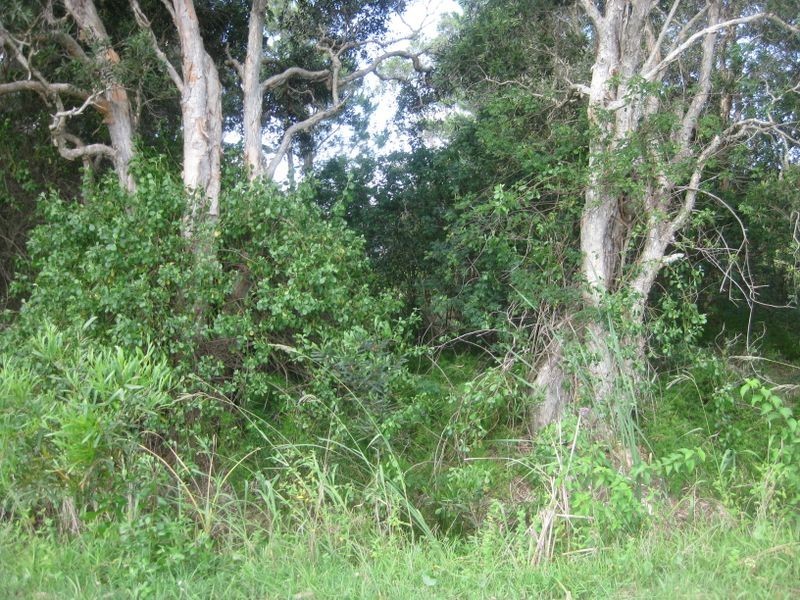 62 ( Lot 1 Witt Street, Tea Gardens NSW 2324