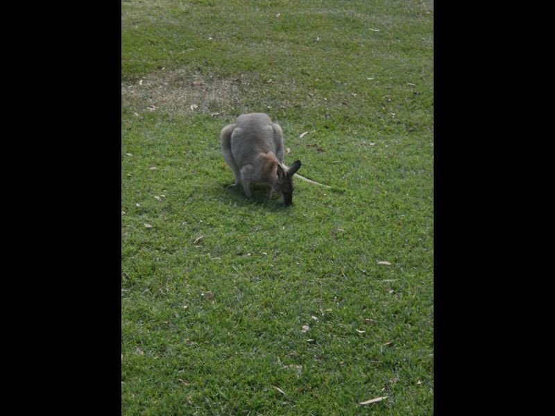 97 – 99 Eastslope Way, North Arm Cove NSW 2324