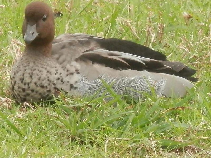 1 Pier Pl, Carrington NSW 2324