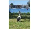 11 Naroo Avenue, Summerland Point NSW 2259