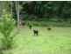 Lower Creek NSW 2440