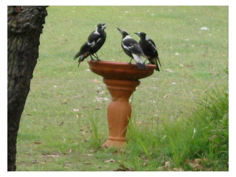 1010 Point Plomer Road, Crescent Head NSW 2440