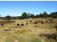 Carrai NSW 2440