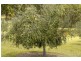 Telegraph Point NSW 2441