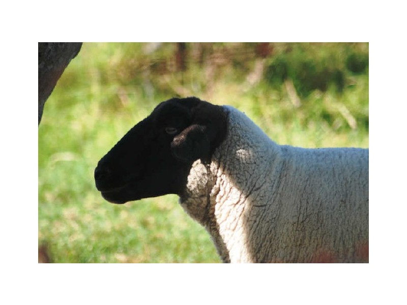 Belmore River NSW 2440