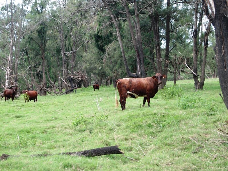 252 Temagog Road, Temagog NSW 2440