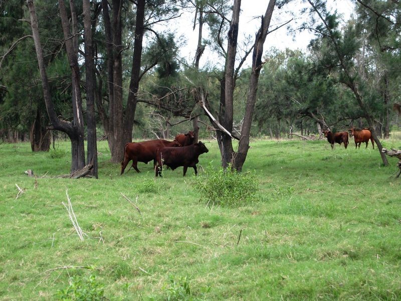 252 Temagog Road, Temagog NSW 2440