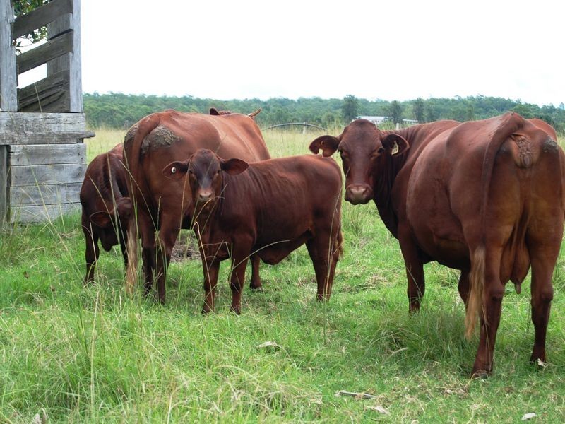 252 Temagog Road, Temagog NSW 2440