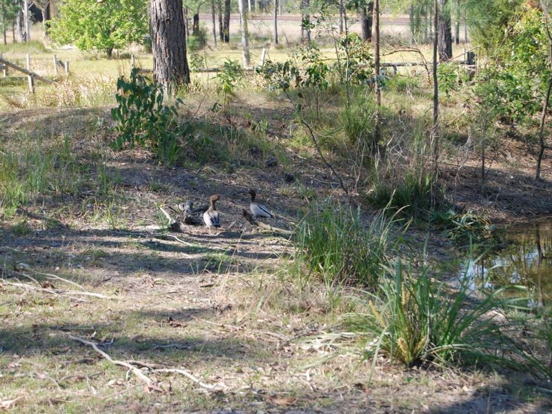 103 Kundabung Road, Kundabung NSW 2441