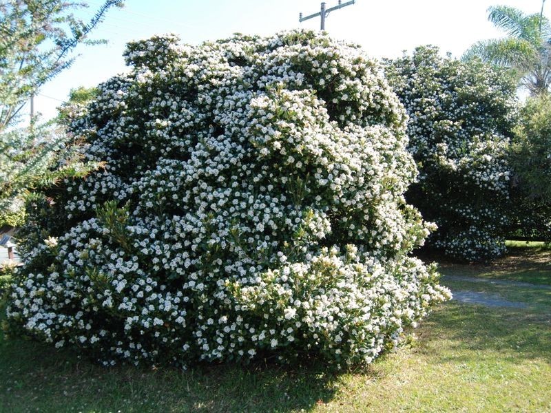 103 Kundabung Road, Kundabung NSW 2441