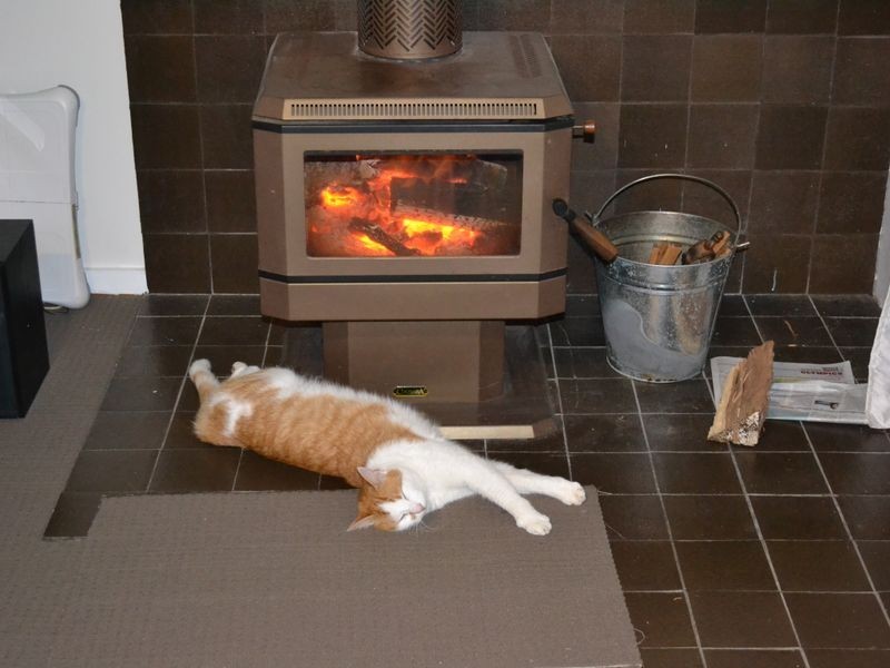 61 Brushbox Crescent, Yarravel NSW 2440