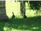 Kempsey NSW 2440