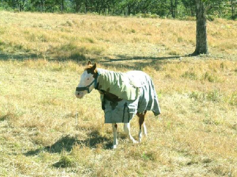 Lower Creek NSW 2440