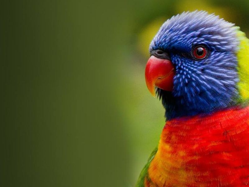 531 Zara Road, Murwillumbah NSW 2484