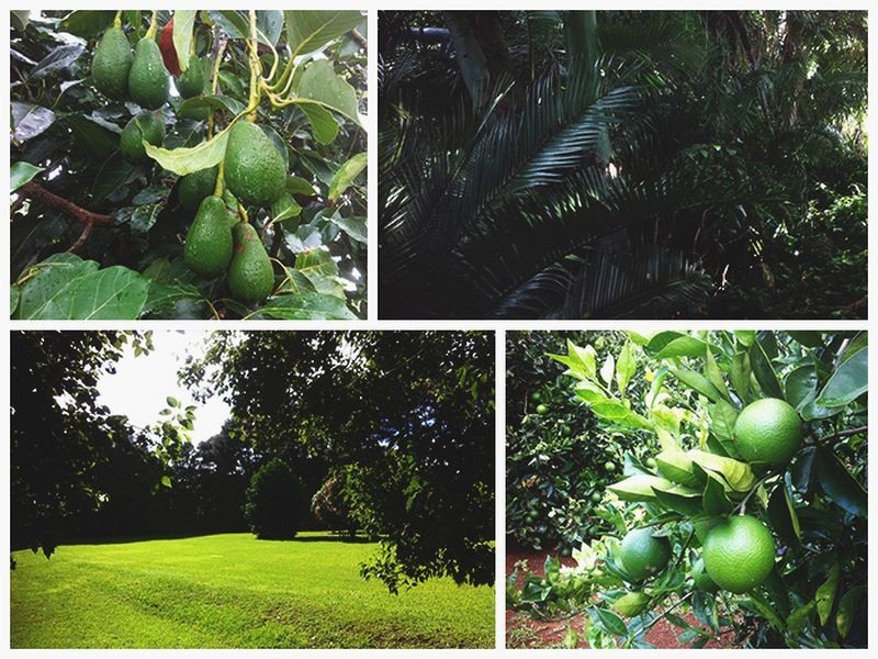 542 Cudgen Road, Cudgen NSW 2487