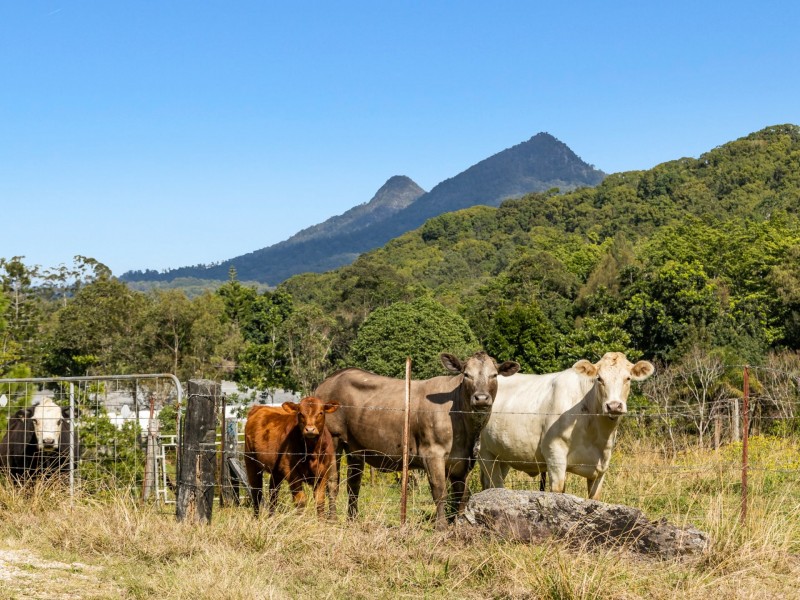 13 Boulder Close, Byangum NSW 2484