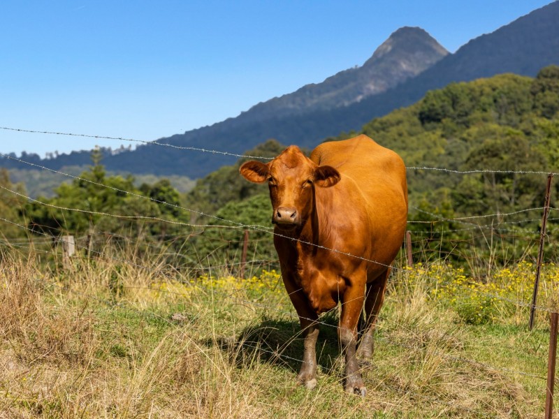 13 Boulder Close, Byangum NSW 2484