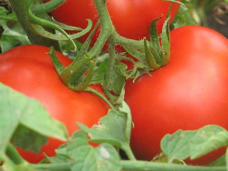 543 Cudgen Road Cudgen, Kingscliff NSW 2487