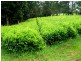 325 Limpinwood Valley Road, Limpinwood NSW 2484