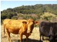 Burringbar NSW 2483