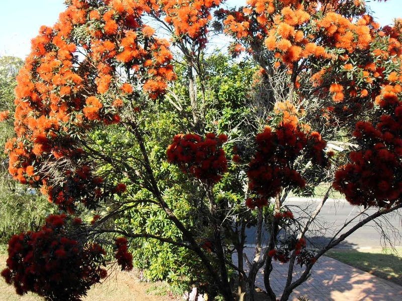 2/1 Guilfoyle Place, Cudgen NSW 2487