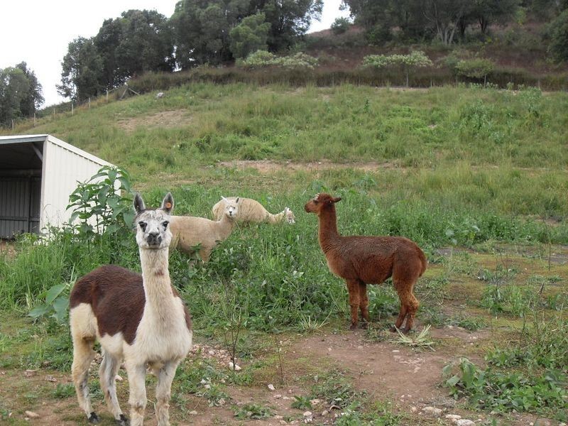 2 Crooks Valley Road, Crystal Creek NSW 2484