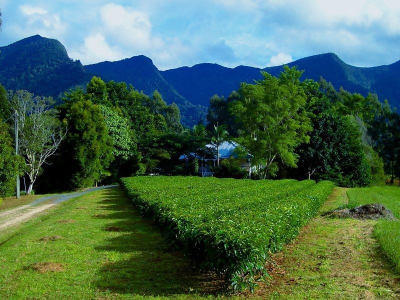 325 Limpinwood Valley Road, Limpinwood NSW 2484