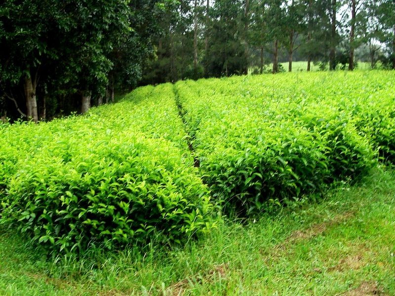 325 Limpinwood Valley Road, Limpinwood NSW 2484