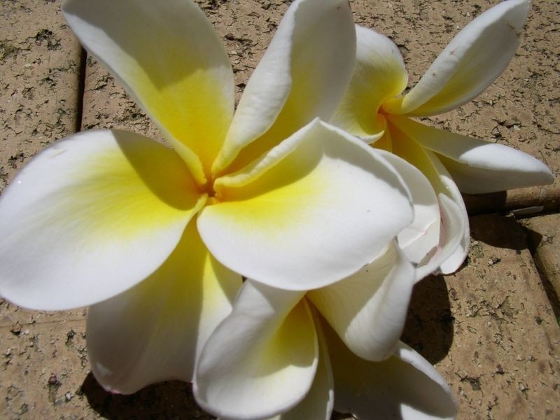 1/17 Queen Street, Fingal Head NSW 2487