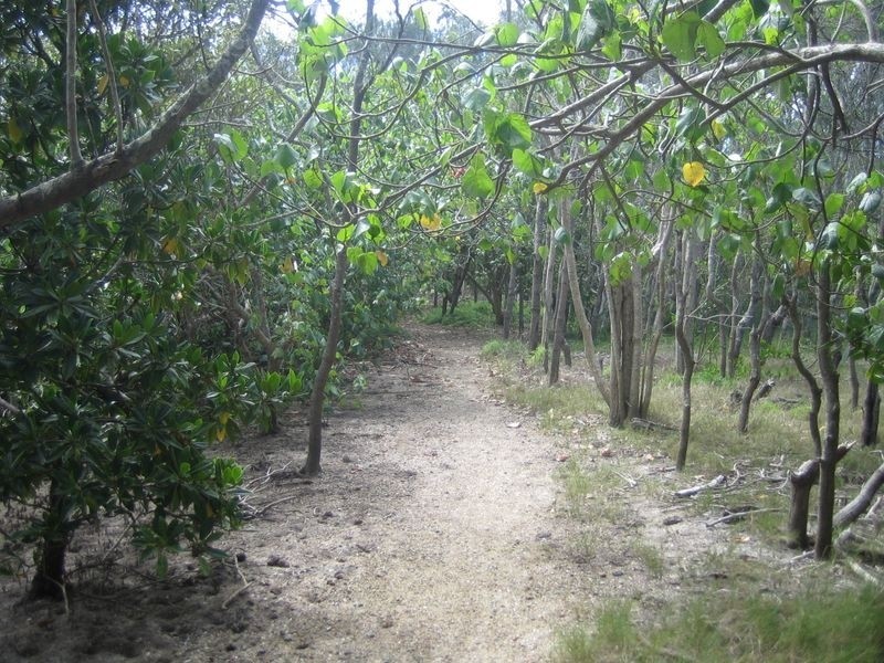 46 Fingal Road, Fingal Head NSW 2487