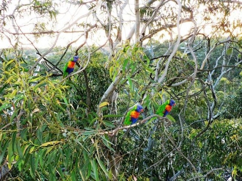 13/299 Burns Bay Rd, Lane Cove NSW 2066