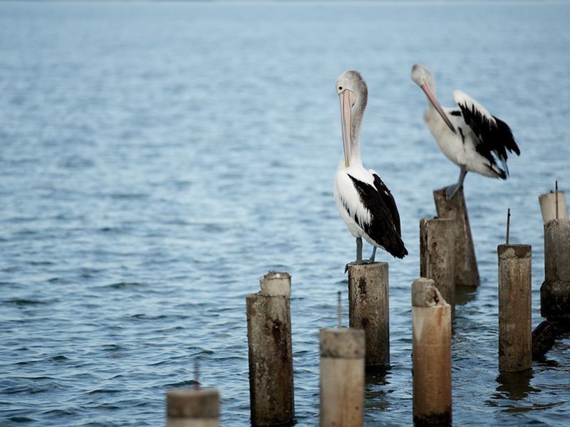 132 Somersby Court, Birkdale QLD 4159