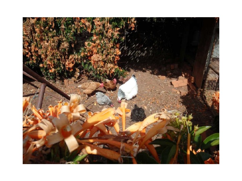 15 Paul Street, Birkdale QLD 4159