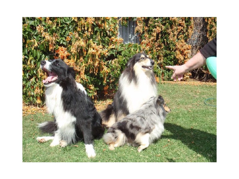 15 Paul Street, Birkdale QLD 4159