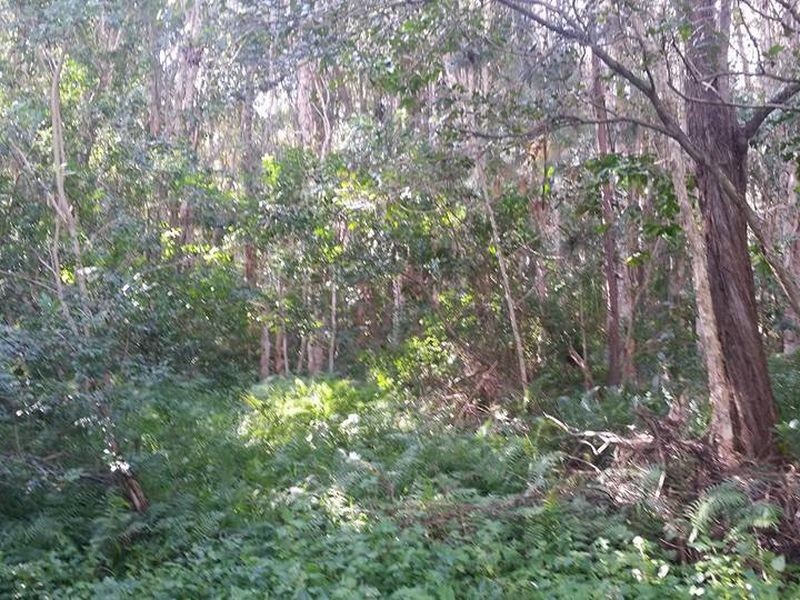 405 Old Cleveland Road East (Tom Place), Birkdale QLD 4159