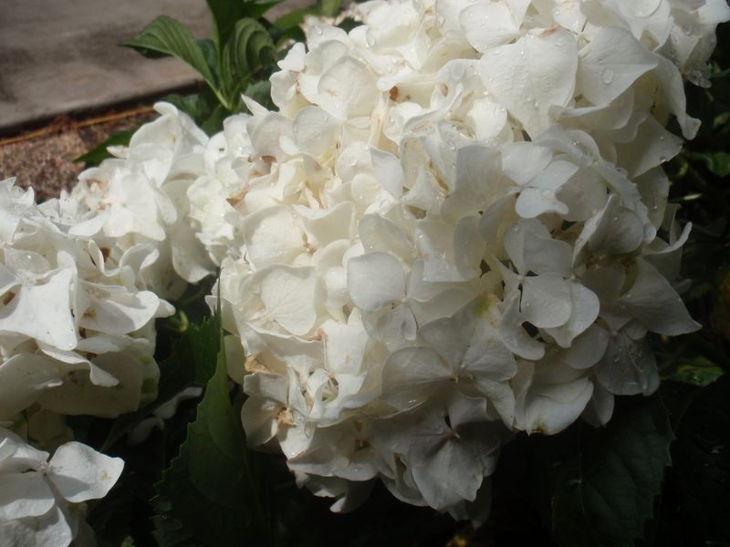 68/43 Mond Street, Thorneside QLD 4158