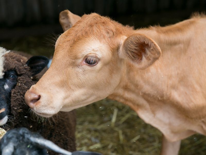 1-5 Pinecone Place, Thornlands QLD 4164