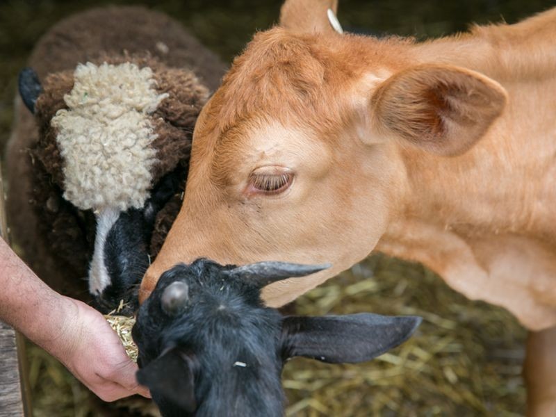 1-5 Pinecone Place, Thornlands QLD 4164