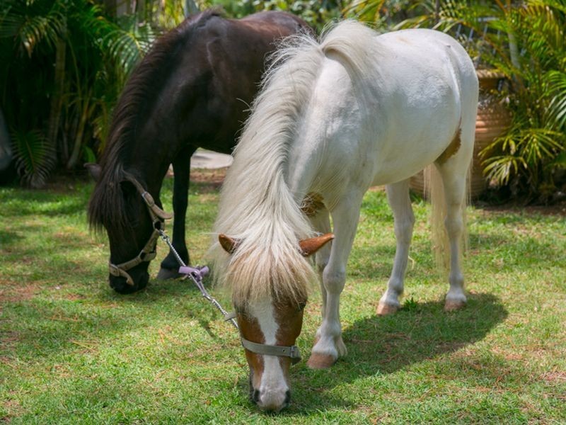 1-5 Pinecone Place, Thornlands QLD 4164