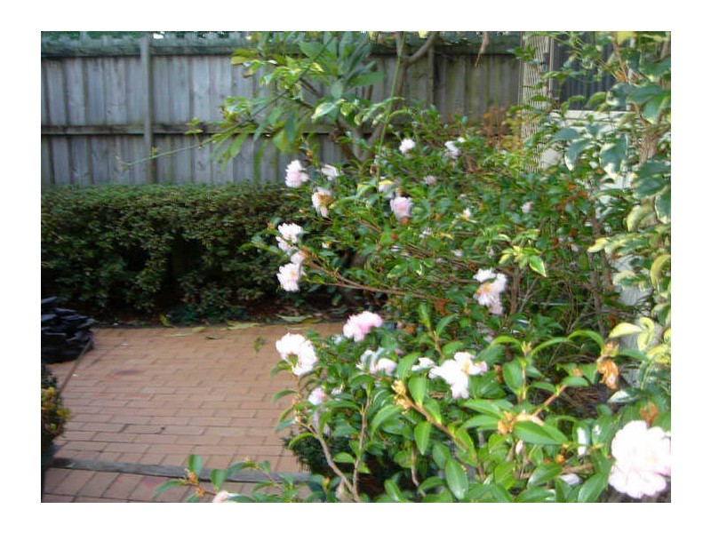 2/1 Cardigan Lane, Camperdown NSW 2050