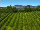 578 Mountain Top Road, Mountain Top NSW 2480