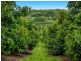 578 Mountain Top Road, Mountain Top NSW 2480