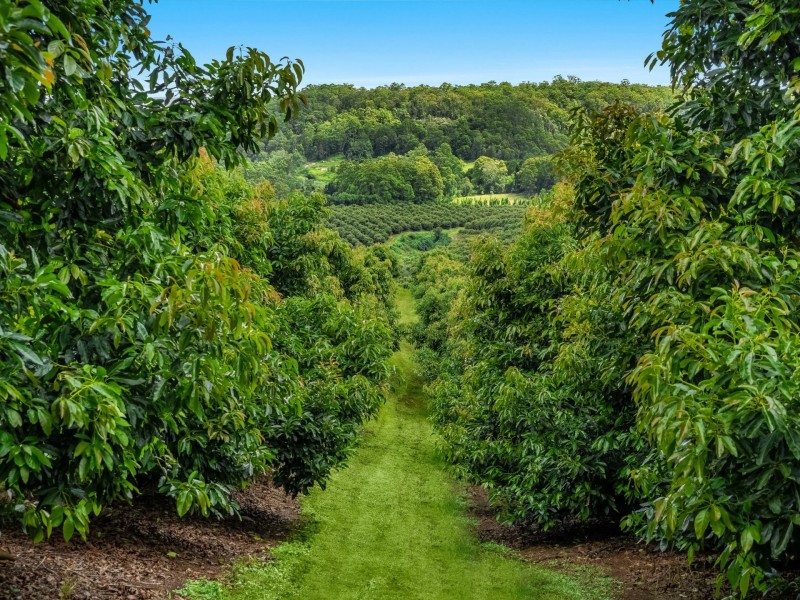 578 Mountain Top Road, Mountain Top NSW 2480