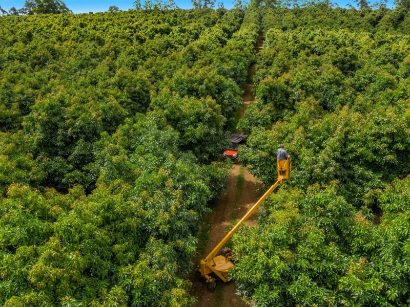 578 Mountain Top Road, Mountain Top NSW 2480