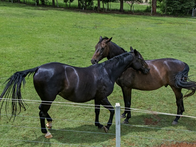 216 Pearces Creek Road, Alstonville NSW 2477