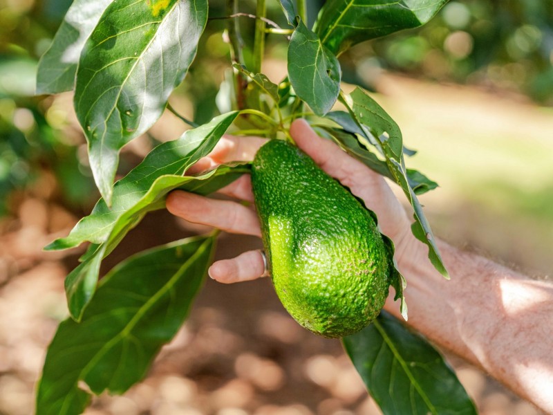 66 Crescent Hills Road, Tabulam NSW 2469