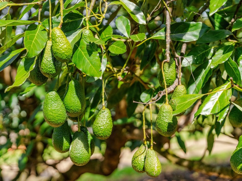 66 Crescent Hills Road, Tabulam NSW 2469