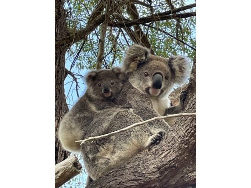 34 Henson Road, Wyrallah NSW 2480