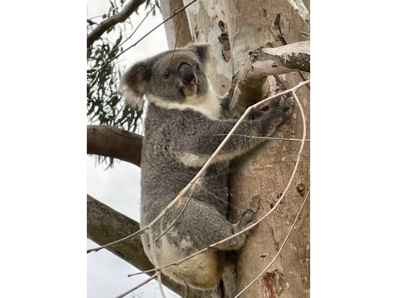 34 Henson Road, Wyrallah NSW 2480